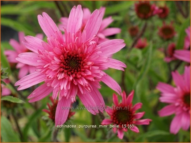 Echinacea purpurea 'Mini Belle' | Zonnehoed | Roter Sonnenhut