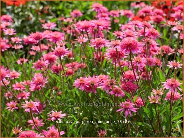 Echinacea purpurea 'Mini Belle' | Zonnehoed | Roter Sonnenhut