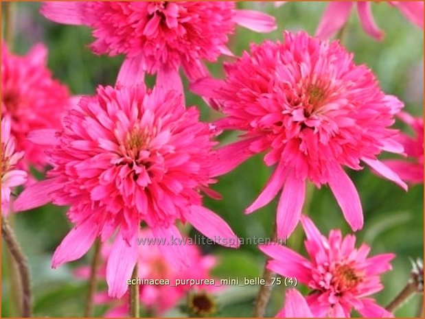 Echinacea purpurea 'Mini Belle' | Zonnehoed | Roter Sonnenhut