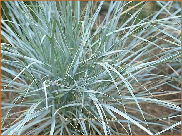 Elymus magellanicus | Hondstarwegras | Magellangras