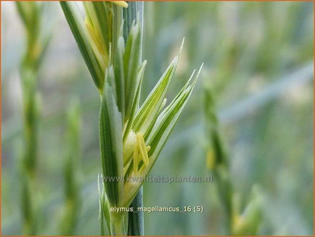 Elymus magellanicus | Hondstarwegras | Magellangras