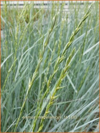 Elymus magellanicus | Hondstarwegras | Magellangras