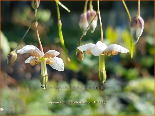 Epimedium dolichostemon | Elfenbloem | Staubblättrige Elfenblume