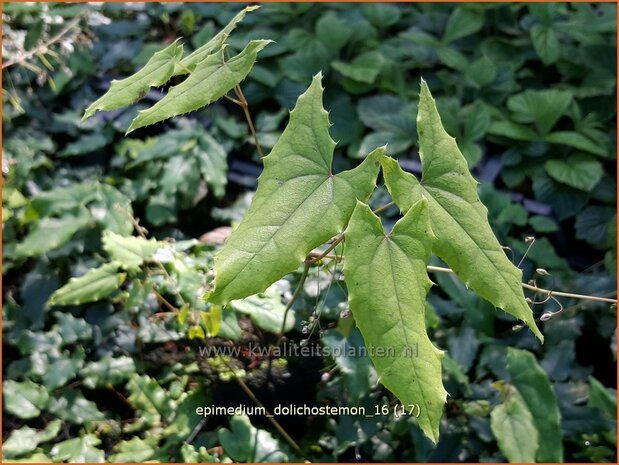 Epimedium dolichostemon | Elfenbloem | Staubblättrige Elfenblume