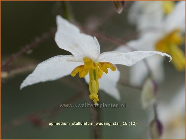 Epimedium stellulatum 'Wudang Star' | Elfenbloem | Elfenblume