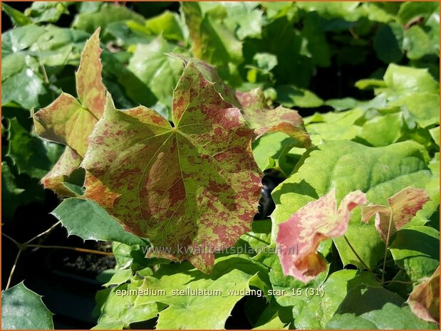 Epimedium stellulatum 'Wudang Star' | Elfenbloem | Elfenblume