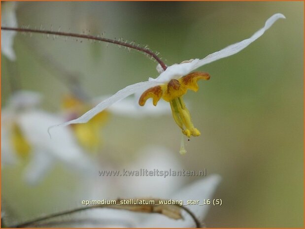 Epimedium stellulatum 'Wudang Star' | Elfenbloem | Elfenblume