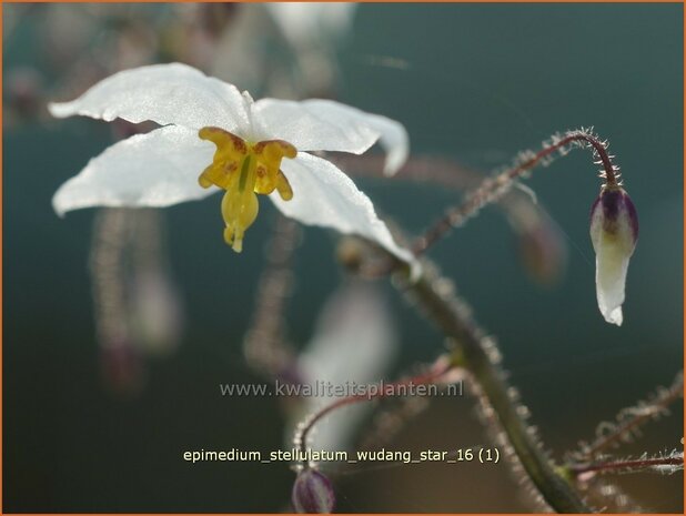 Epimedium stellulatum 'Wudang Star' | Elfenbloem | Elfenblume