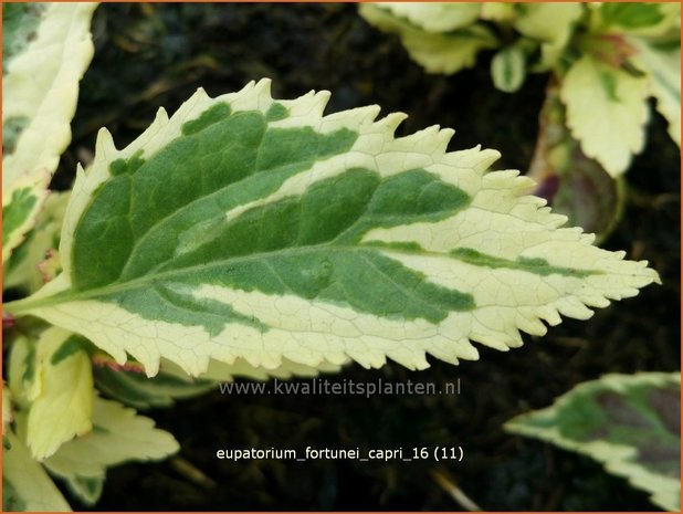 Eupatorium fortunei 'Capri' | Koninginnekruid, Leverkruid | Wasserdost | Pei Lan