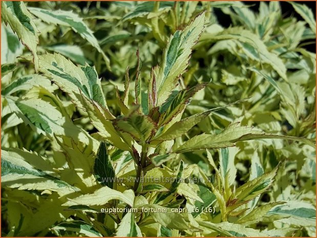 Eupatorium fortunei 'Capri' | Koninginnekruid, Leverkruid | Wasserdost