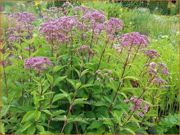 Eupatorium maculatum 'Phantom' | Koninginnekruid, Leverkruid | Gefleckter Wasserdost