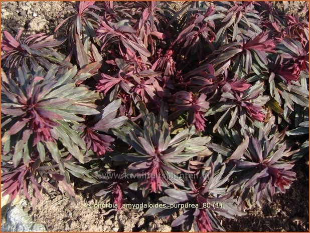 Euphorbia amygdaloides 'Purpurea' | Amandelwolfsmelk, Wolfsmelk | Mandelblättrige Wolfsmilch