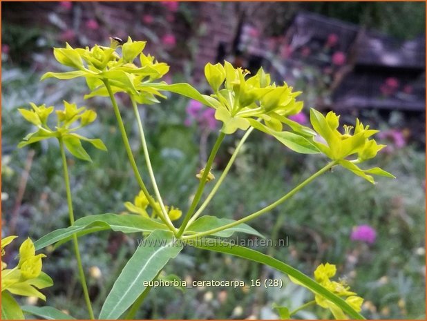 Euphorbia ceratocarpa | Wolfsmelk | Hornfrüchtige Wolfsmilch