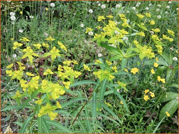 Euphorbia ceratocarpa | Wolfsmelk | Hornfrüchtige Wolfsmilch