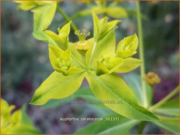 Euphorbia ceratocarpa | Wolfsmelk | Hornfrüchtige Wolfsmilch