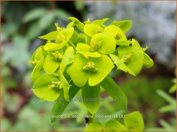 Euphorbia seguieriana niciciana | Wolfsmelk | Bläuliche Wolfsmilch