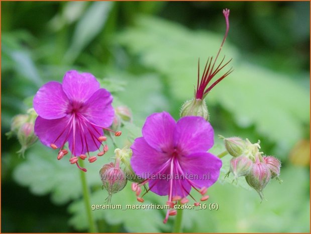 Geranium macrorrhizum 'Czakor' | Ooievaarsbek, Tuingeranium | Balkan-Storchschnabel