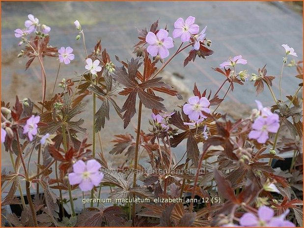 Geranium maculatum 'Elizabeth Ann' | Gevlekte ooievaarsbek, Ooievaarsbek, Tuingeranium | Amerikanischer Storchschnabe