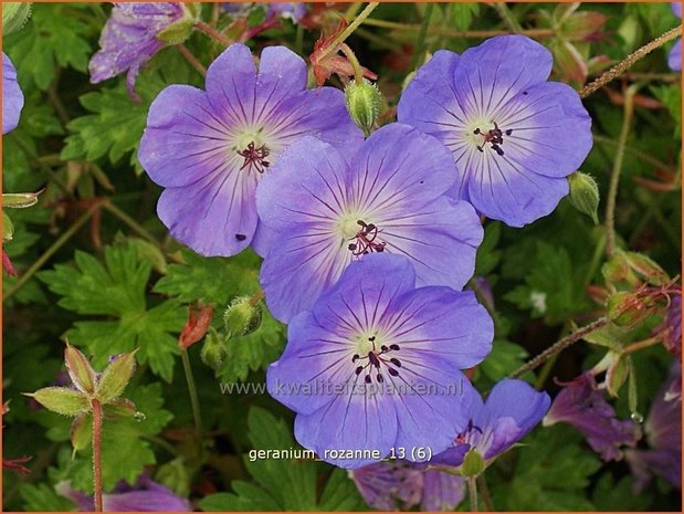 Geranium 'Rozanne' | Ooievaarsbek, Tuingeranium | Storchschnabel