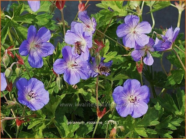 Geranium 'Rozanne' | Ooievaarsbek, Tuingeranium | Storchschnabel