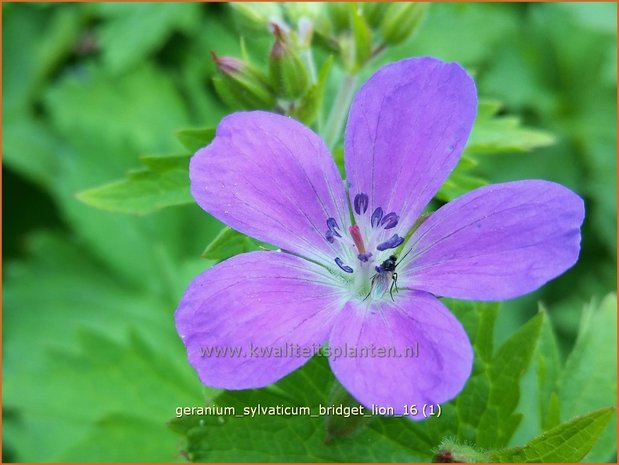 Geranium sylvaticum 'Bridget Lion' | Bosooievaarsbek, Ooievaarsbek, Tuingeranium | Wald-Storchschnabel