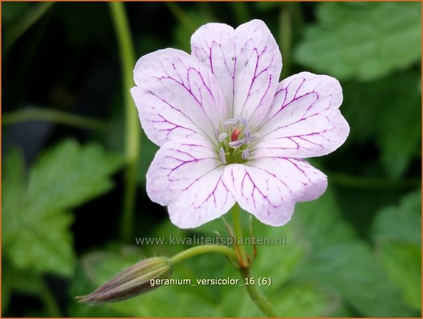 Geranium versicolor | Ooievaarsbek, Tuingeranium | Veränderlicher Storchschnabel