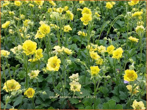 Geum 'Banana Daiquiri' | Nagelkruid | Nelkenwurz