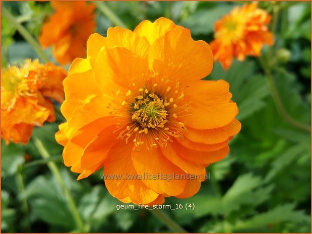 Geum 'Fire Storm' | Nagelkruid | Nelkenwurz