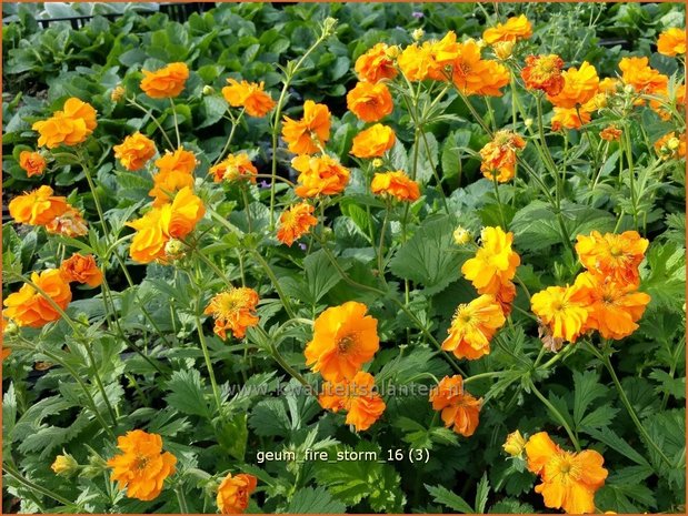 Geum 'Fire Storm' | Nagelkruid | Nelkenwurz