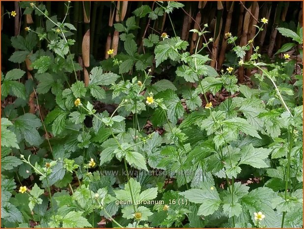 Geum urbanum | Geel nagelkruid, Nagelkruid | Echte Nelkenwurz