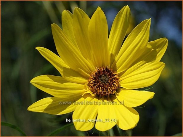 Helianthus orgyalis | Vaste zonnebloem | Klafterlange Sonnenblume