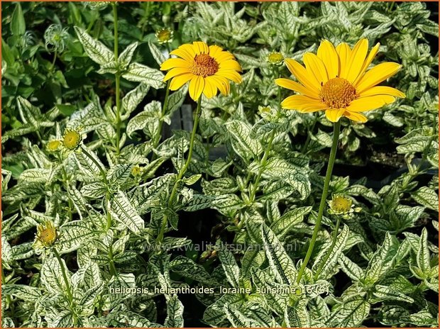 Heliopsis helianthoides 'Loraine Sunshine' | Zonneoog | Gewöhnliches Sonnenauge