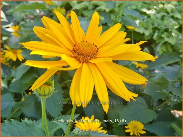 Heliopsis helianthoides 'Mars' | Zonneoog | Gewöhnliches Sonnenauge