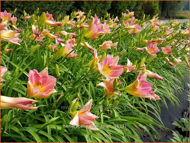 Hemerocallis 'Final Touch' | Daglelie | Taglilie