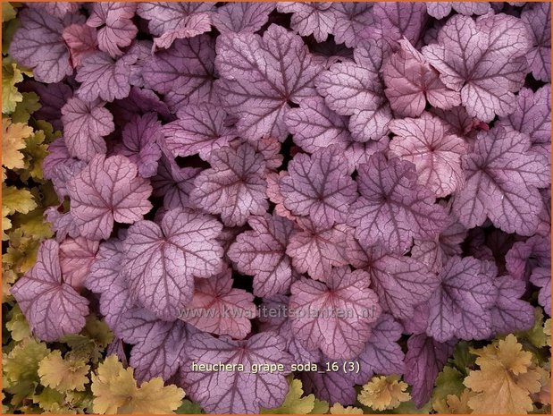 Heuchera 'Grape Soda' | Purperklokje | Purpurglöckchen