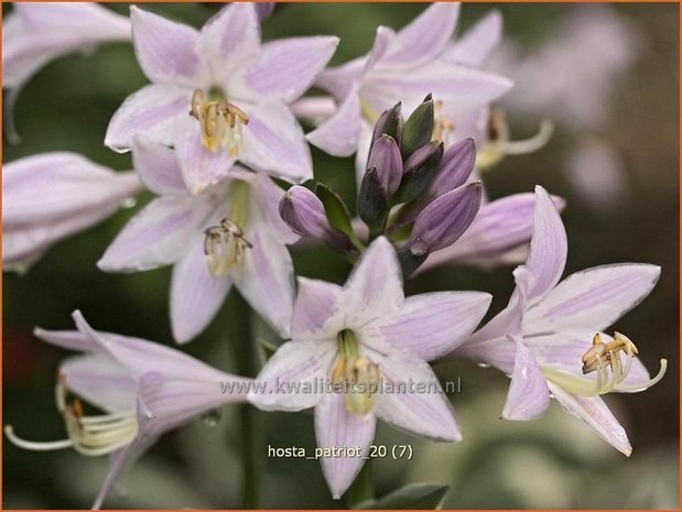 Hosta 'Patriot' | Hosta, Hartlelie, Funkia | Funkie