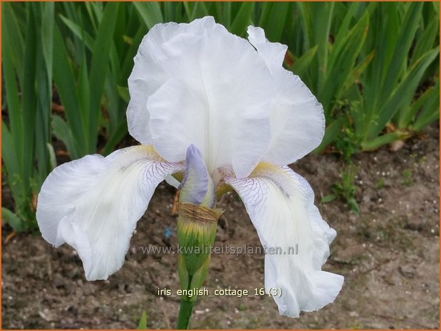 Iris germanica 'English Cottage' | Baardiris, Iris, Lis | Hohe Bart-Schwertlilie