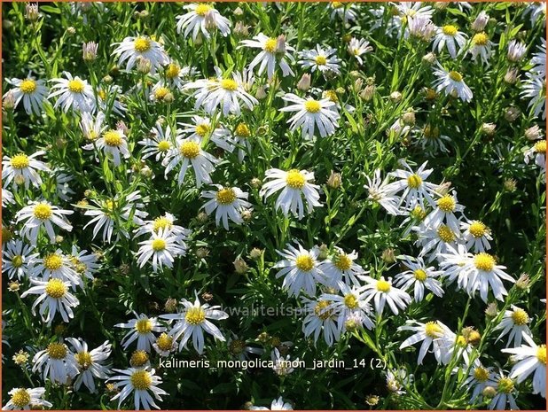 Kalimeris mongolica 'Mon Jardin' | Zomeraster | Mongolische Schönaster