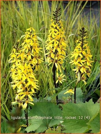 Ligularia stenocephala 'Little Rocket' | Kruiskruid | Schmaler Goldkolben