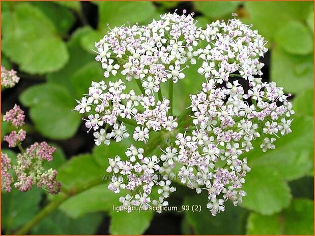 Ligusticum scoticum | Zeelavas, Lavas | Schottische Mutterwurz