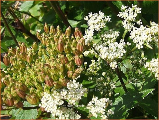 Ligusticum scoticum | Zeelavas