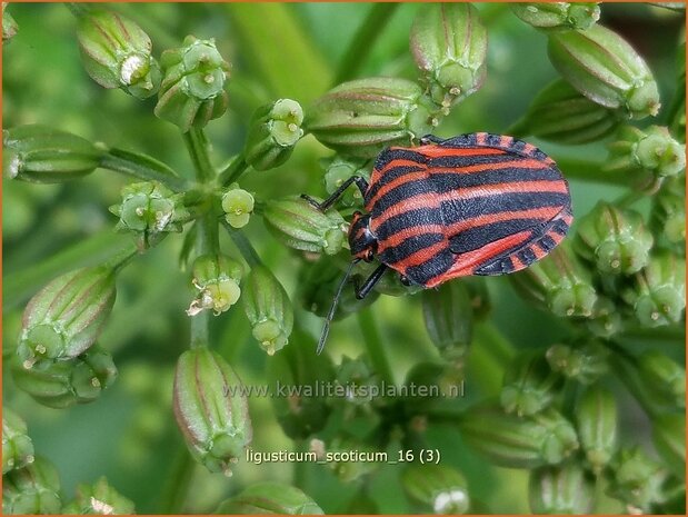 Ligusticum scoticum | Zeelavas, Lavas | Schottische Mutterwurz