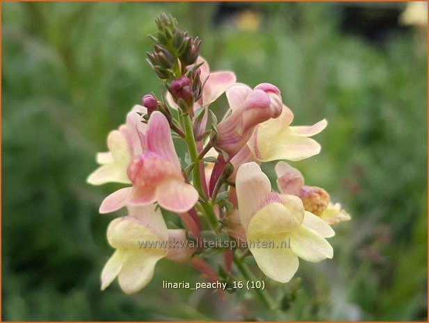 Linaria 'Peachy' | Vlasleeuwenbek | Leinkraut