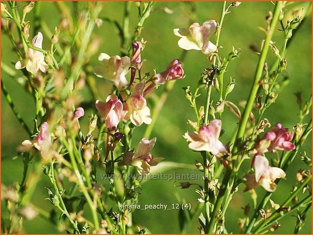 Linaria 'Peachy' | Vlasleeuwenbek | Leinkraut