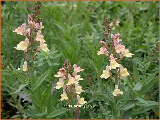 Linaria 'Peachy' | Vlasleeuwenbek | Leinkraut