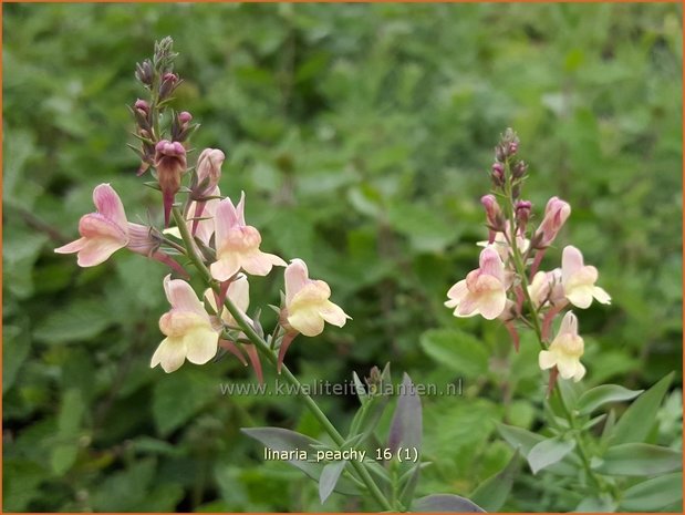 Linaria 'Peachy' | Vlasleeuwenbek | Leinkraut