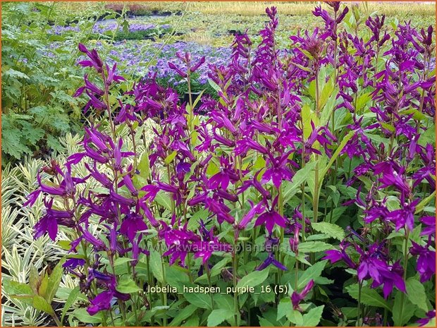 Lobelia 'Hadspen Purple' | Kardinaalsbloem, Vaste lobelia | Kardinals-Lobelie