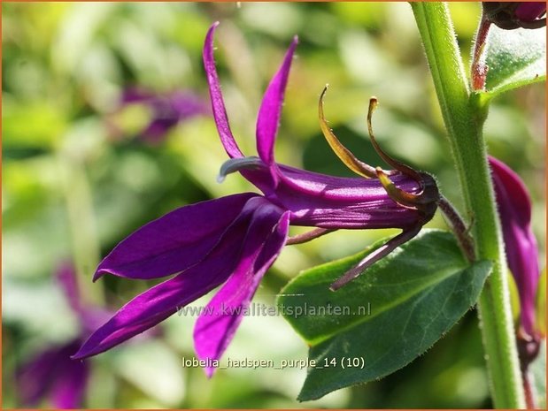 Lobelia 'Hadspen Purple' | Kardinaalsbloem, Vaste lobelia | Kardinals-Lobelie