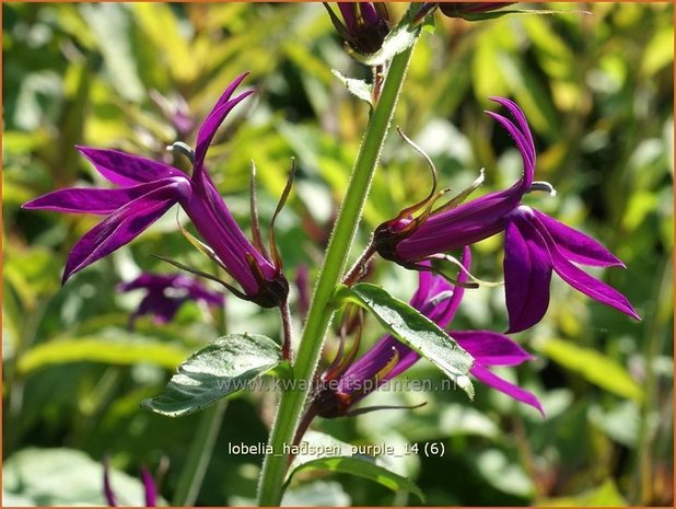 Lobelia 'Hadspen Purple' | Kardinaalsbloem, Vaste lobelia | Kardinals-Lobelie