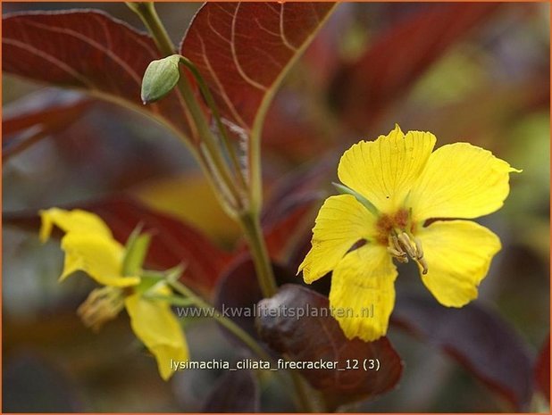 Lysimachia ciliata 'Firecracker' | Wederik | Bewimperter Felberich